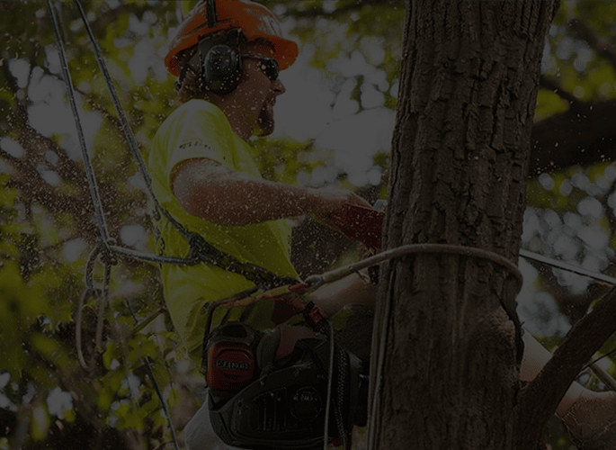 Pro-Cut Tree Services