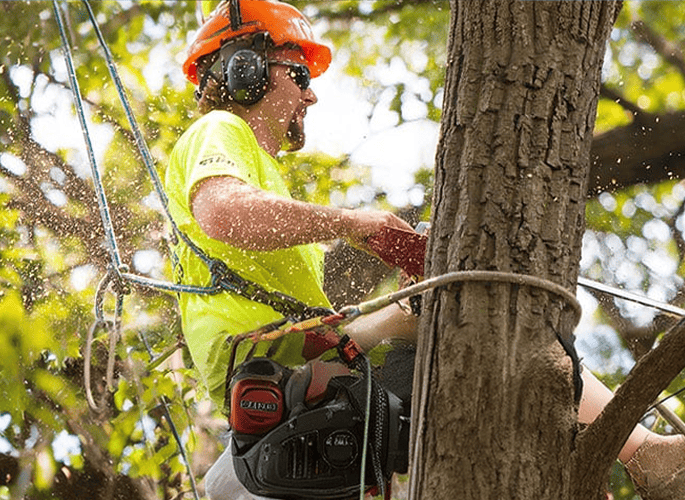 procut tree removal client asset