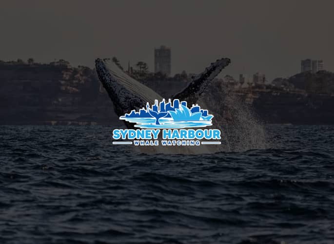 Whale Watching
